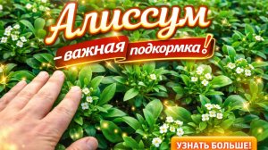 Алиссум - важная поддерживающая подкормка.