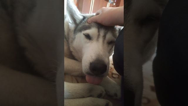 глажу Герду