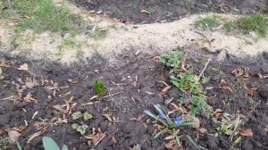 20260411 Палисадник Тамары Михайловны улица Октябрьская цветник клумба цветы растения город Орёл г