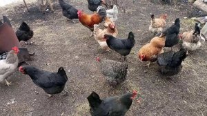 ДВА ДНЯ из ЖИЗНИ /  ПИРОГ брусничный / 300 ЗОЛОТА  /  Жизнь на УРАЛЕ