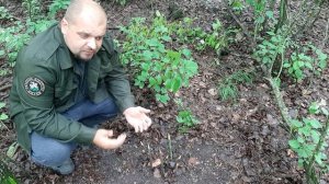 Ловушка для зайца, добыча попадается всегда