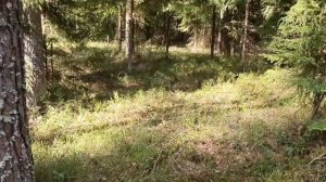 Усольцевы в петле тумана .