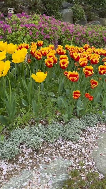 Желтые тюльпаны .10 апреля 2026 года