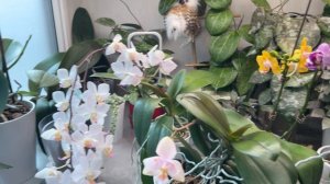 Остатки былой роскоши. Апрель 2026