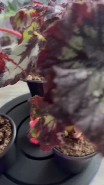 Красота Бегоний