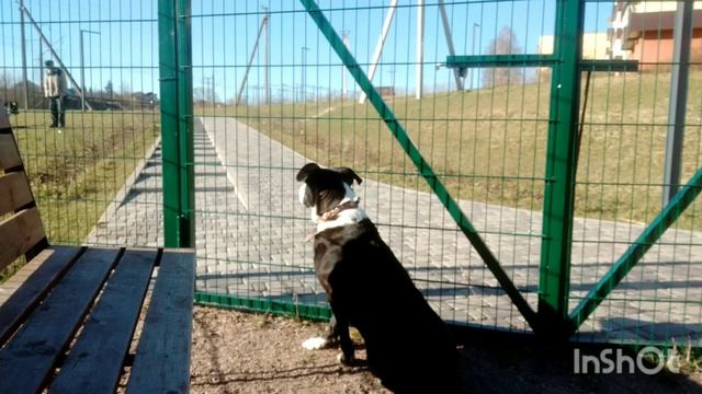 на площадке с Лумоя собака друг