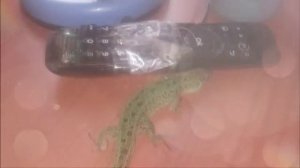 о да детка, это мои прыткие ящерицы