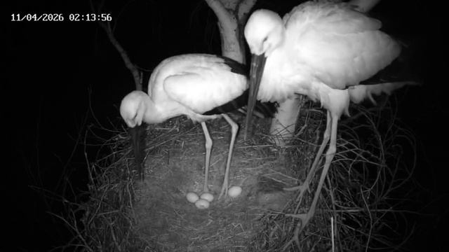 Птичий «хоррор» и четвертое яйцо: у аистов Амура и Зеи выдался насыщенный вечер