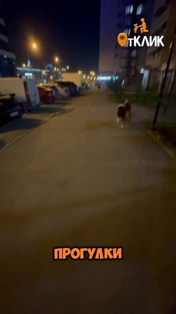 Ко мне! Рядом!