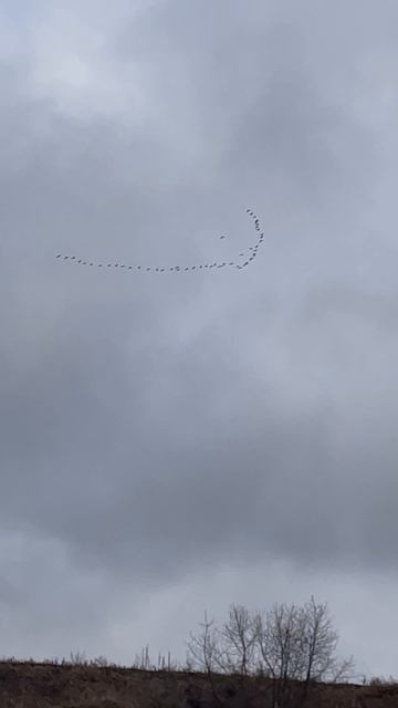 Весенний прилет птиц.