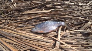 Ход ВОБЛЫ! Астраханская ВОБЛА! Вобла на САЛО! Бешеный клев в метре от берега!
