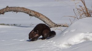 КАК Я СНИМАЛ НОРКУ НА ПОЗАРЫМЕ