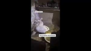 Крылья верности Отец и сын спасли пару лебедей зимой в Казахстане [get.gt]
