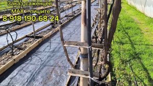 Весна. Капризы природы!