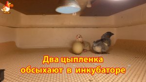Два цыпленка обсыхают в инкубаторе в первые часы жизни