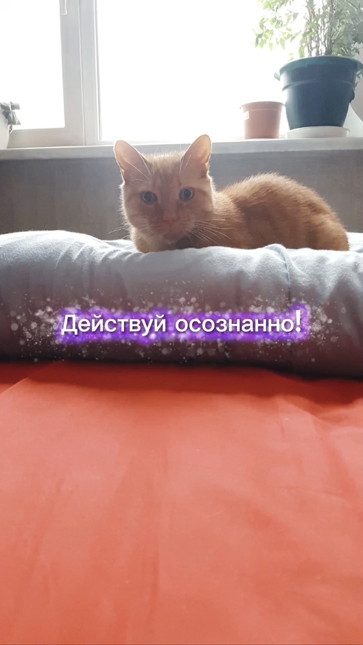 Действуй осознанно! #мотивация #саморазвитие #жизнь #жиза #коты #кошки #котики #кот