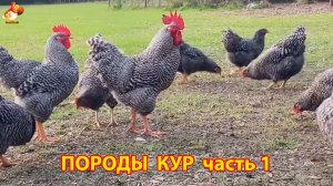 Породы кур интересные и необычные (1)