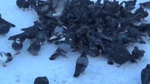 Стая голубей. Видео.