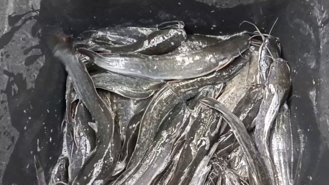 Клариевый сом за 2 месяца