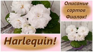 Описание сортов Фиалок! Harlequin!