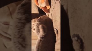 VID_20260411_181755.mp4