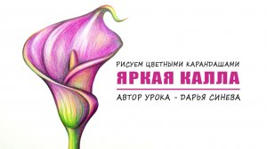 "Яркая калла" - Рисуем цветными карандашами
