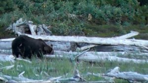 РУССКАЯ АМЕРИКА