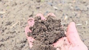 Век живи, век учись ( поливать или не поливать зимний чеснок)