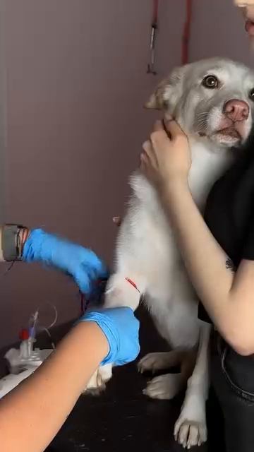 Банк крови животных БИОТА