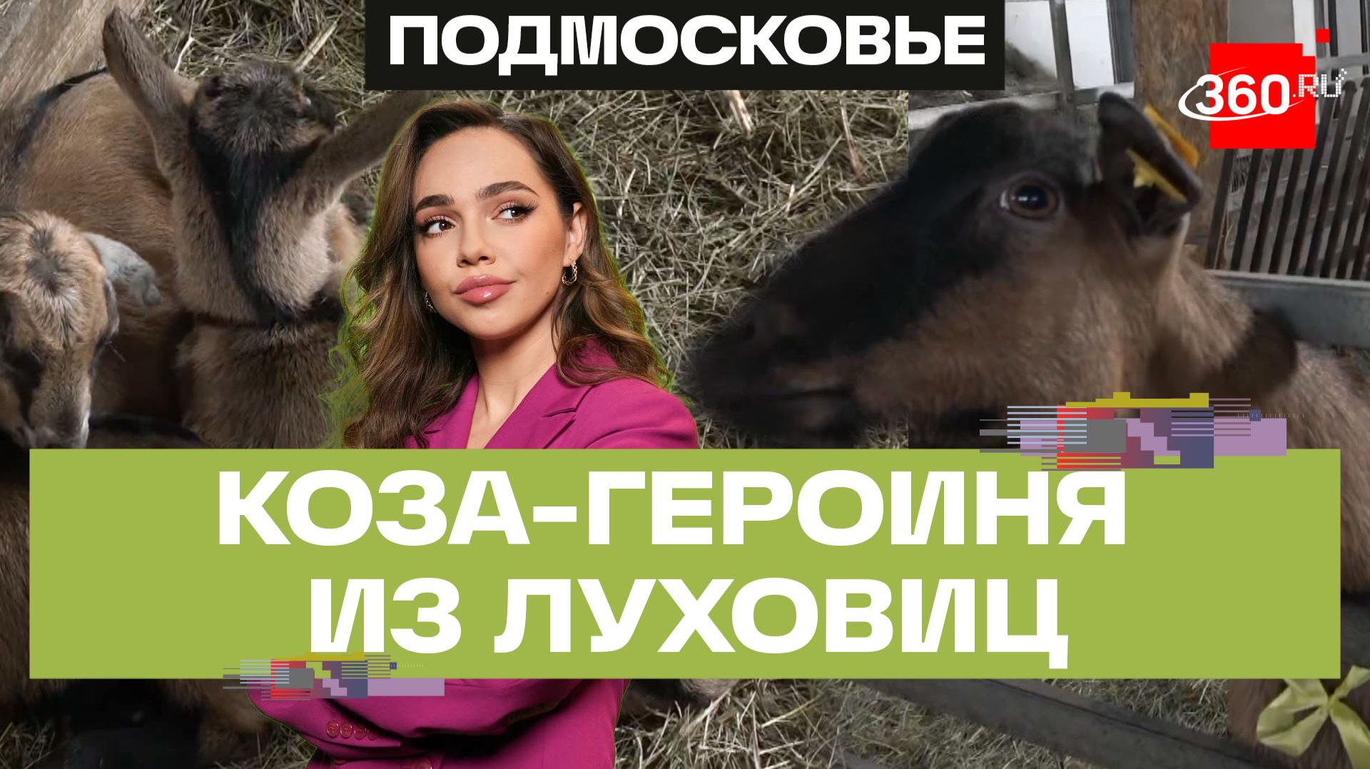 Самая красивая коза России Даринка стала мамой