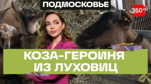 Самая красивая коза России Даринка стала мамой