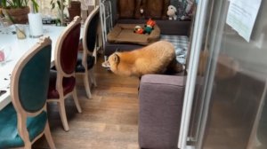 Лиса-Алиса. Лисе очень хочется запрыгнуть на стол