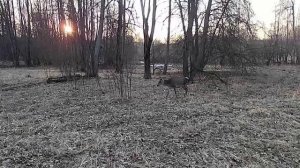 олени весной в лучах заката