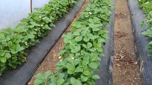 Сорт клубники Априка, под плёночными укрытиями, Адыгея