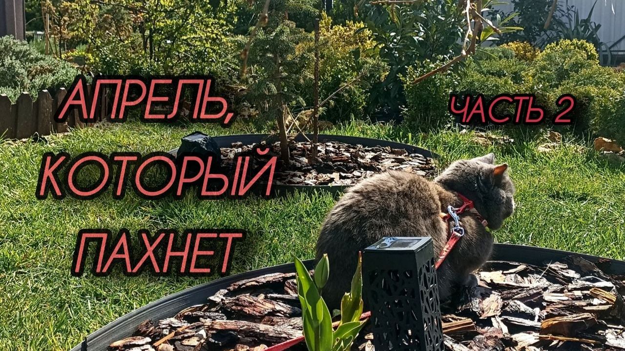 Зелёный апрель на ЮГЕ. Косим лужайку. Капельный полив. Обработка и подкормка. Часть #2