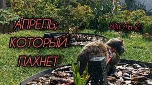 Зелёный апрель на ЮГЕ. Косим лужайку. Капельный полив. Обработка и подкормка. Часть #2