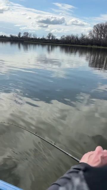 Как прое…ать хорошего судака !