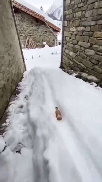 Как бы мне хотелось иметь такого соседа!