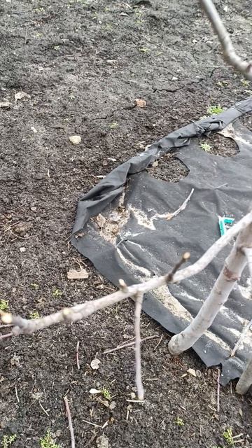 Сад, огород.