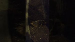 Мы идём гулять с собакой! | 11-апр-2026