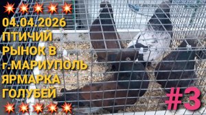 💥💥💥 Большое разнообразие пород голубей на ярмарке в г.Мариуполь. Птичий  рынок. Часть 3.