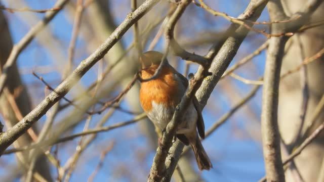 Голоса птиц, Малиновка, Новгородская область, Ушерско, 11 апреля 2026