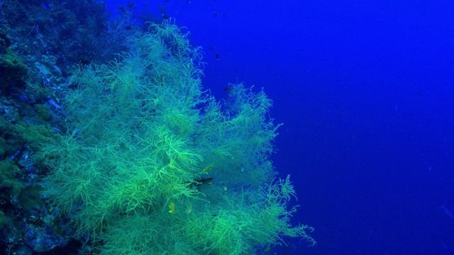 Чудеса голубой планеты. Семь континентов 2 серия (документальный сериал, 2011)