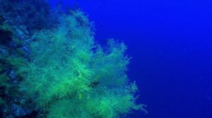 Чудеса голубой планеты. Семь континентов 2 серия (документальный сериал, 2011)