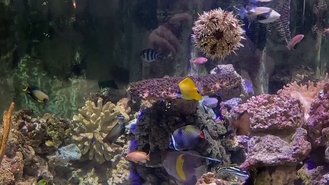 Галактика 2026