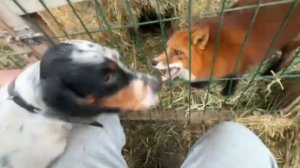 Лиса-Алиса. Веселая игра Честера и Игниса