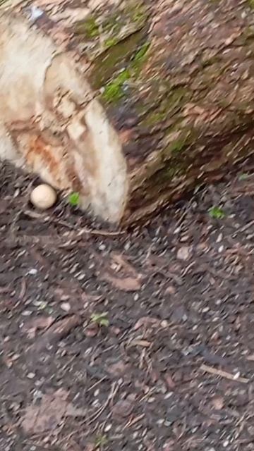 Небольшие зарисовки белочек у дальних кормушек (апрель 2026)