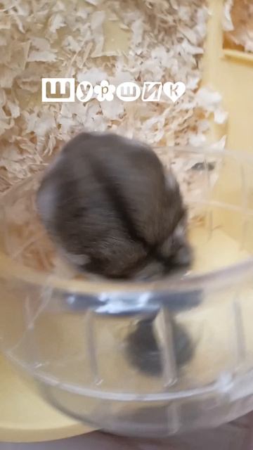 Мой хомяк 🐹🐹🐹