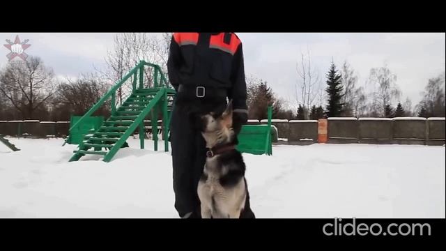 Профессия КИНОЛОГ