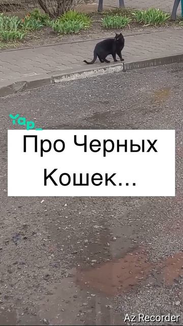 #котики #котик #фактыокошках #catsoftiktok